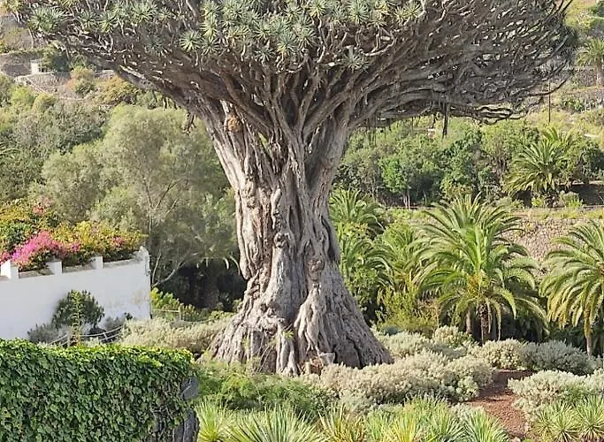 Pintadera's House/tara * Icod de los Vinos