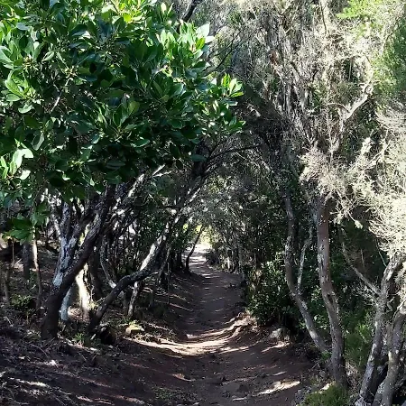 Pintadera's House/tara *